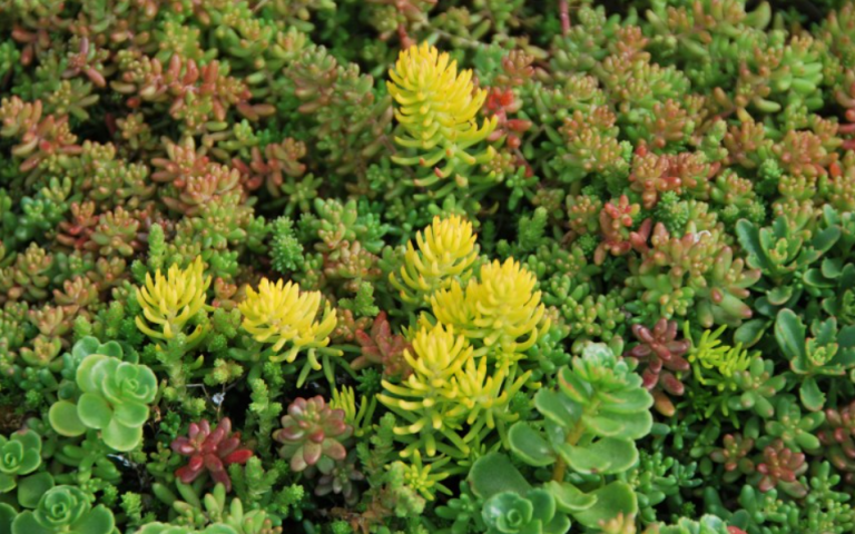 sedum