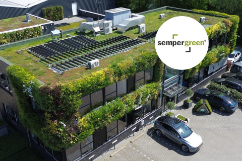 Sempergreen